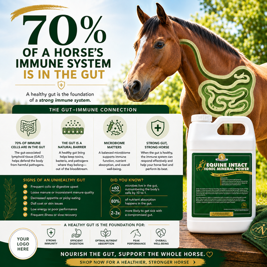 Equine Intact™ — gut-health infographic graphic